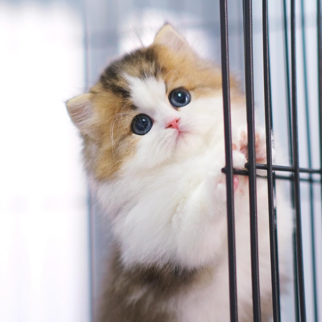 猫男Boss矮脚猫舍