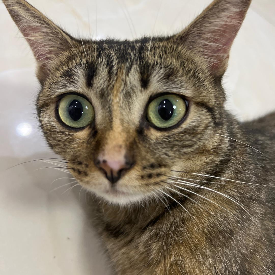 喵星球的火星和坦克