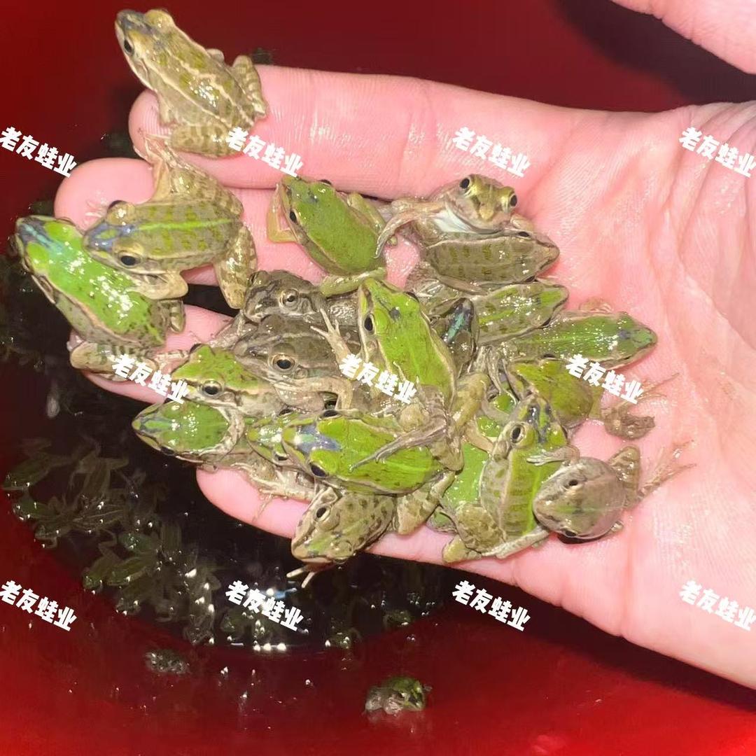 老友蛙业