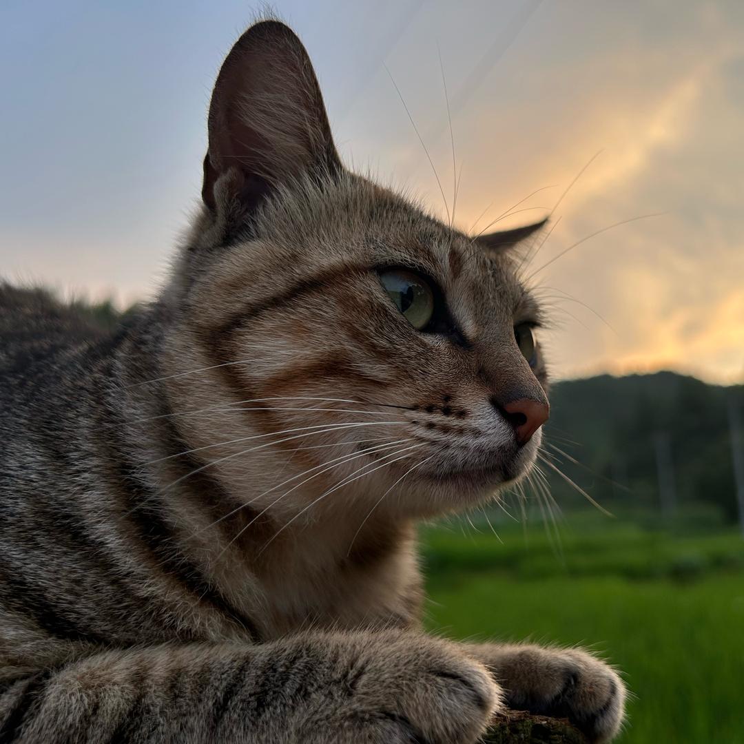 小猫美丽🌈
