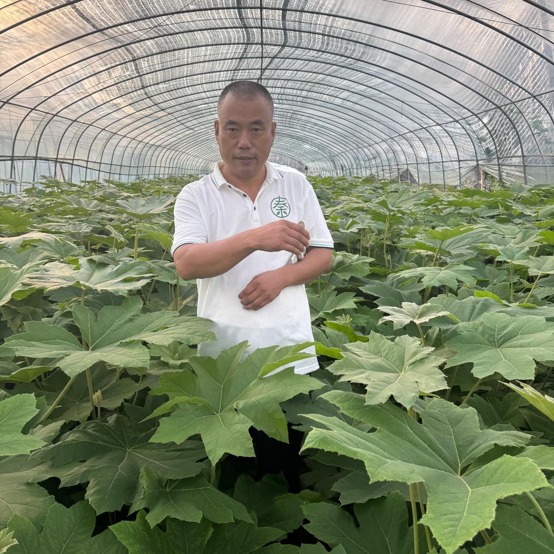 中药材种植:三哥