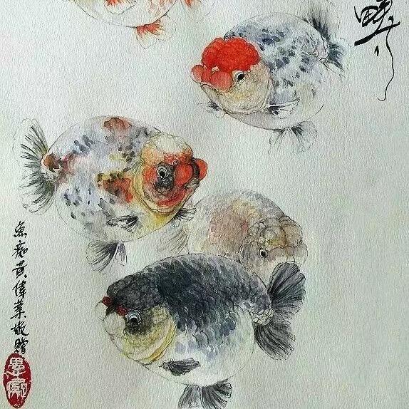 福寿苑金鱼