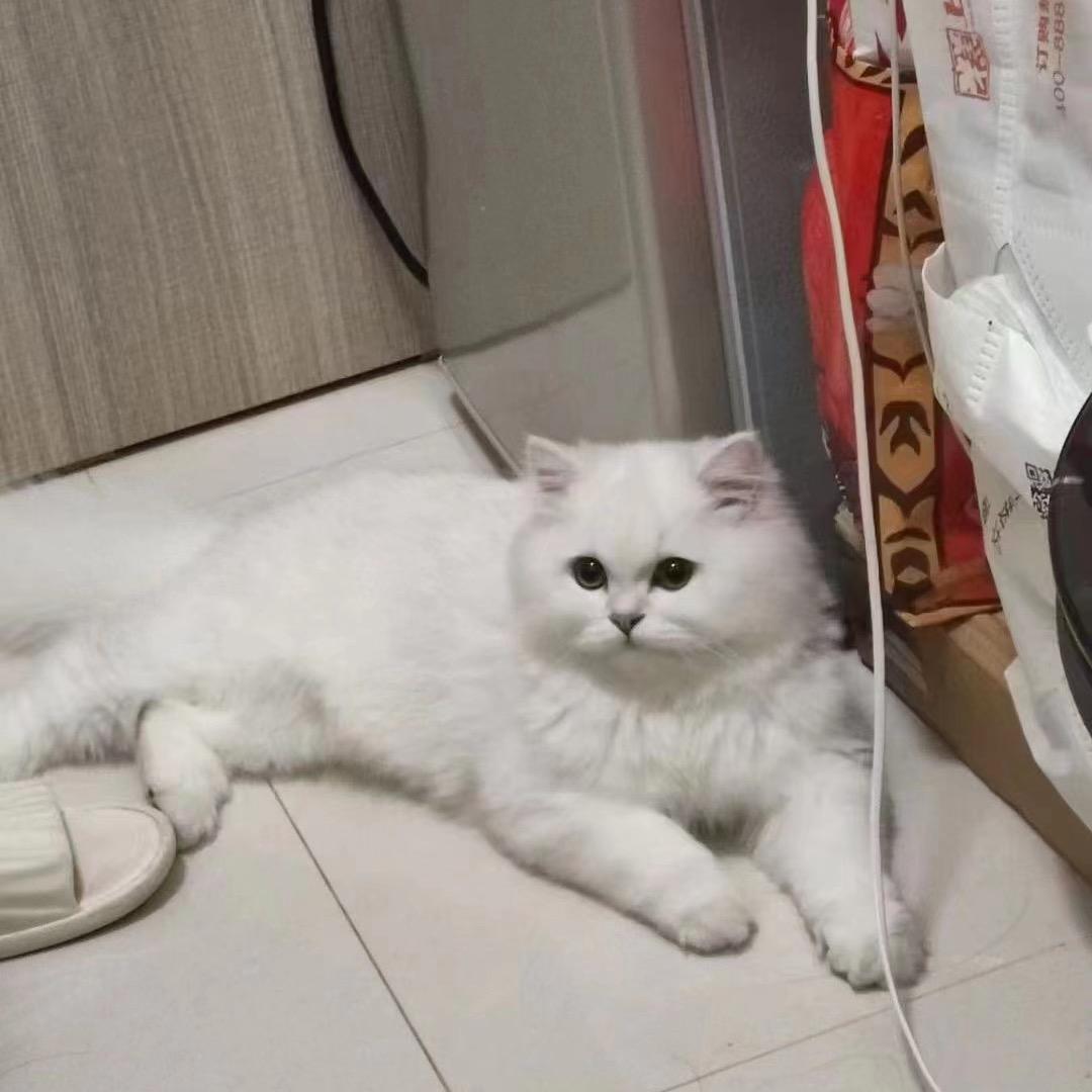 房东的狗头像