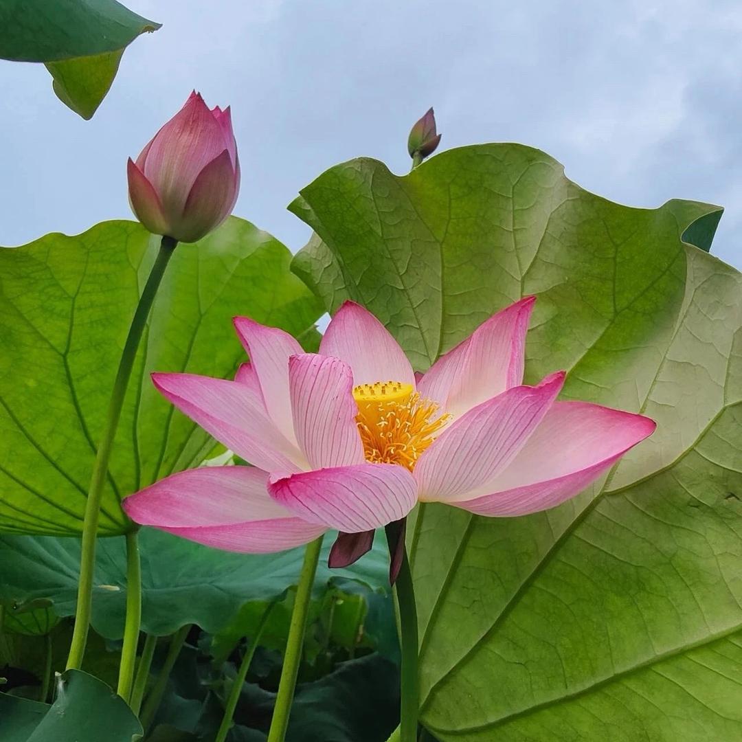 木子李.