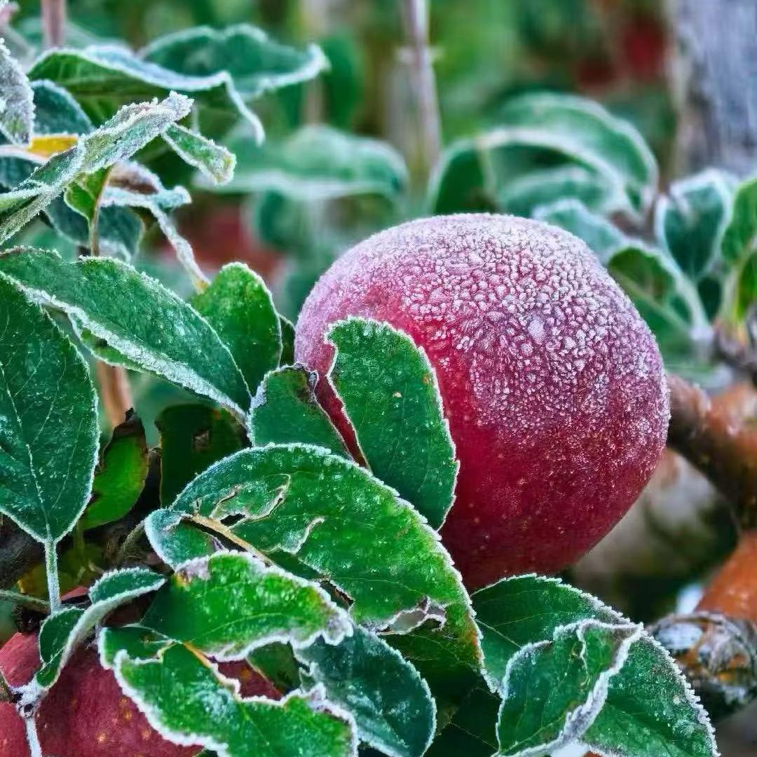 𰻝𰻝的红果参