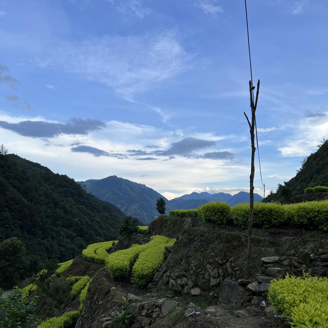 峰露源茶叶(桃子)