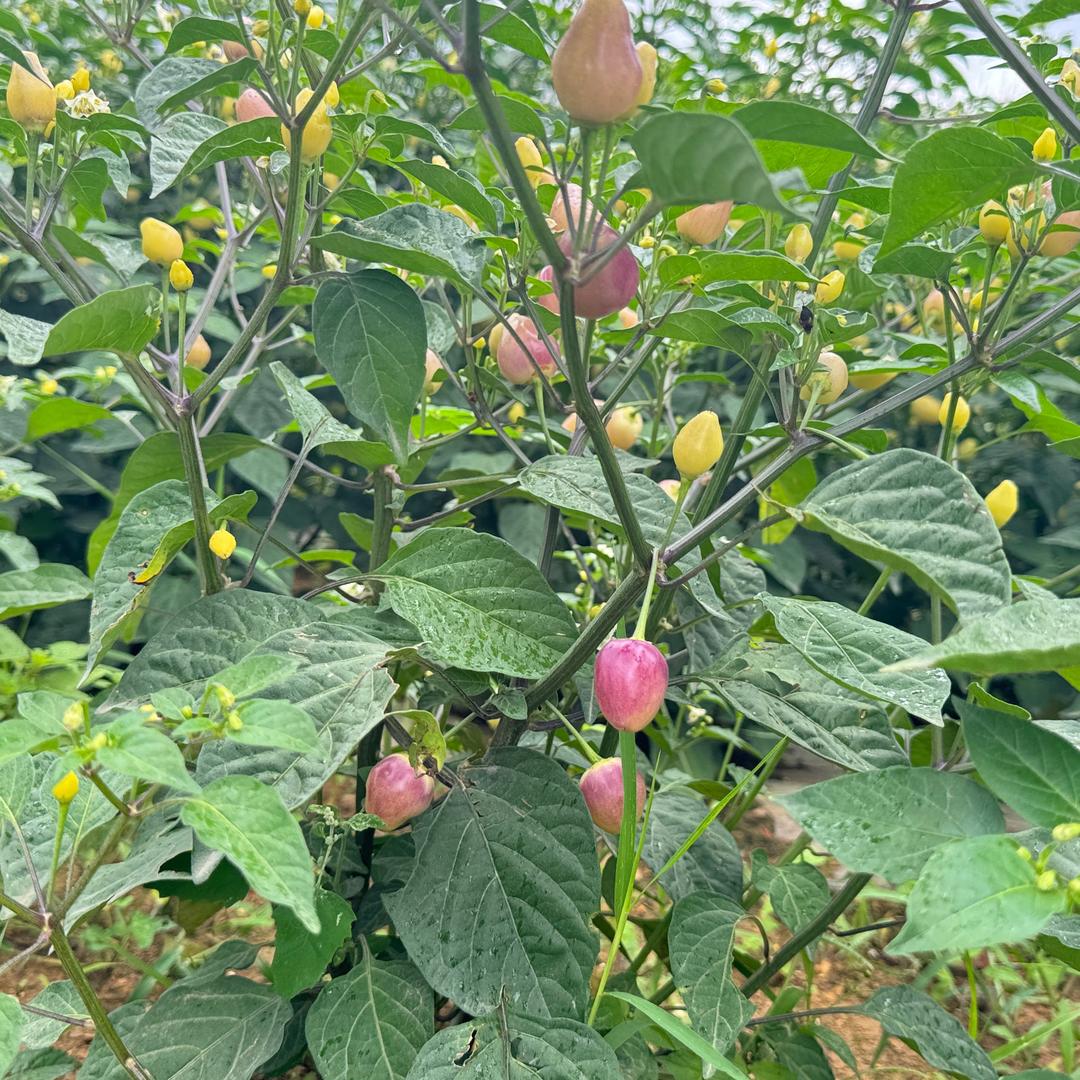 赤水源头农产品