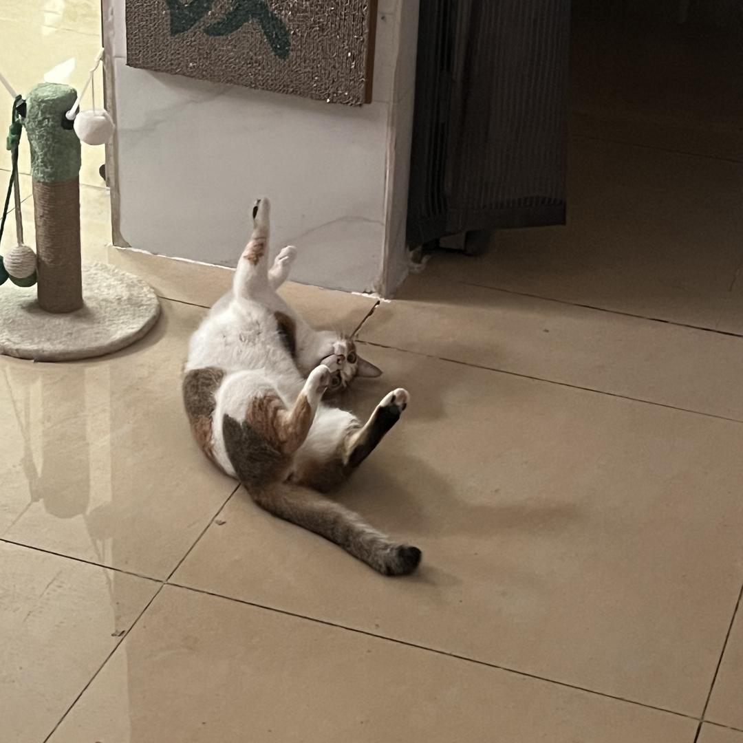 스타일