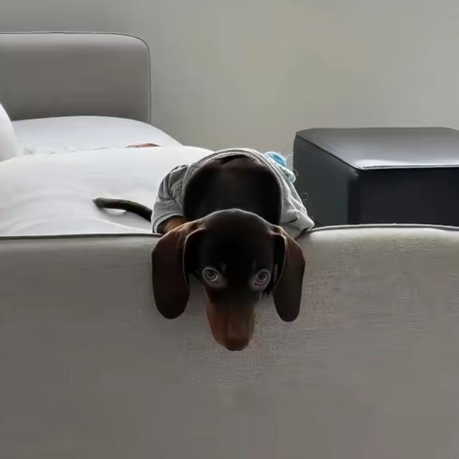 非常貌美的人机