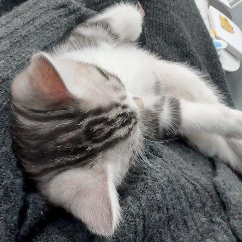 一只石榴🐱