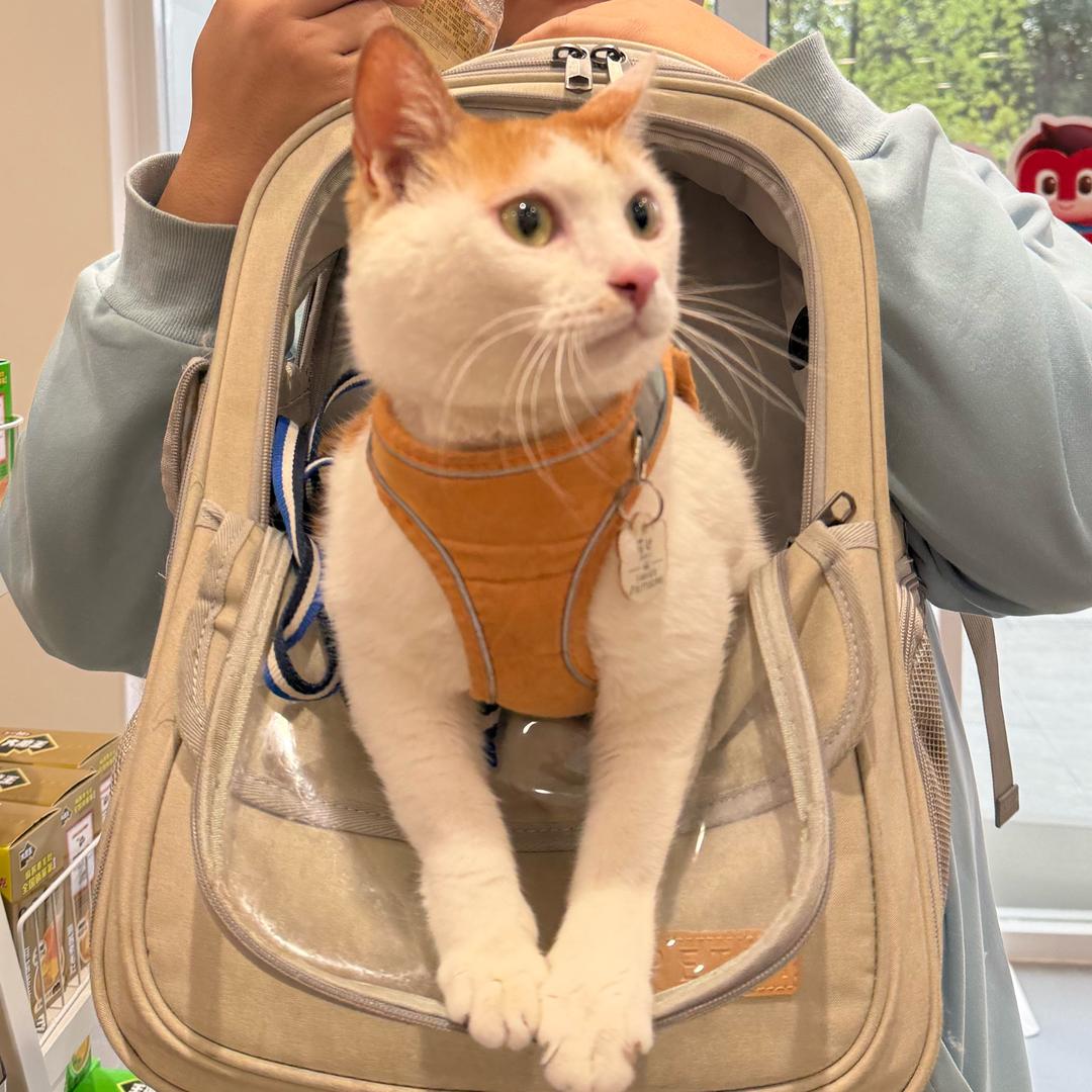 岁岁就是岁岁啊