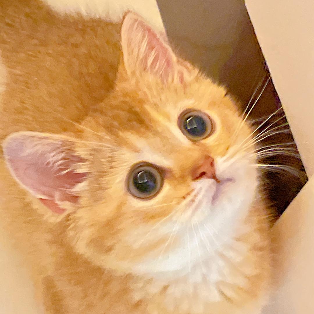 小猫咪JoJo