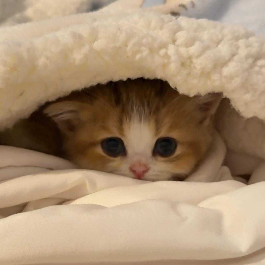 Mini小宝宝