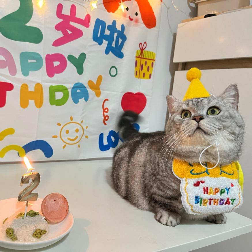 芬达是只憨憨猪