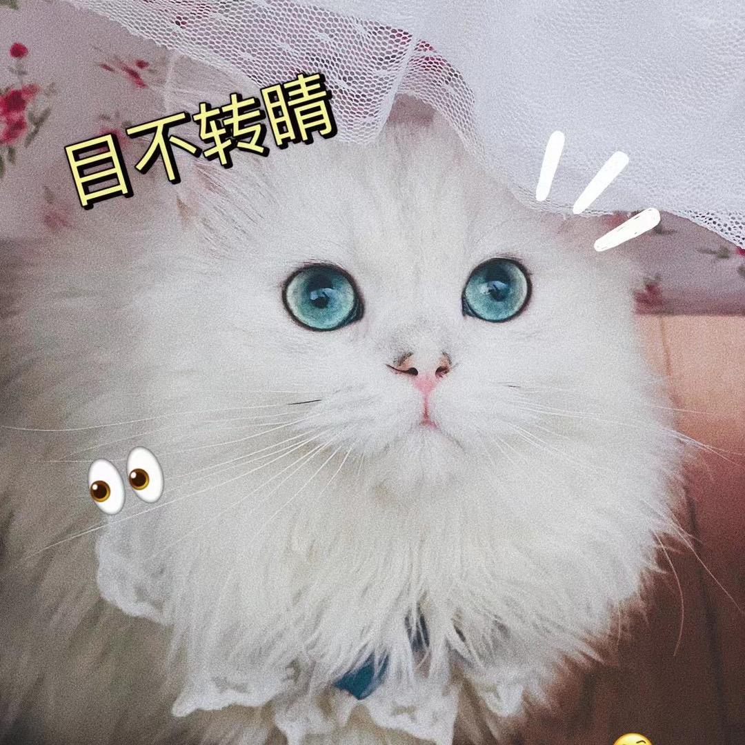 滚滚是只喵🐱