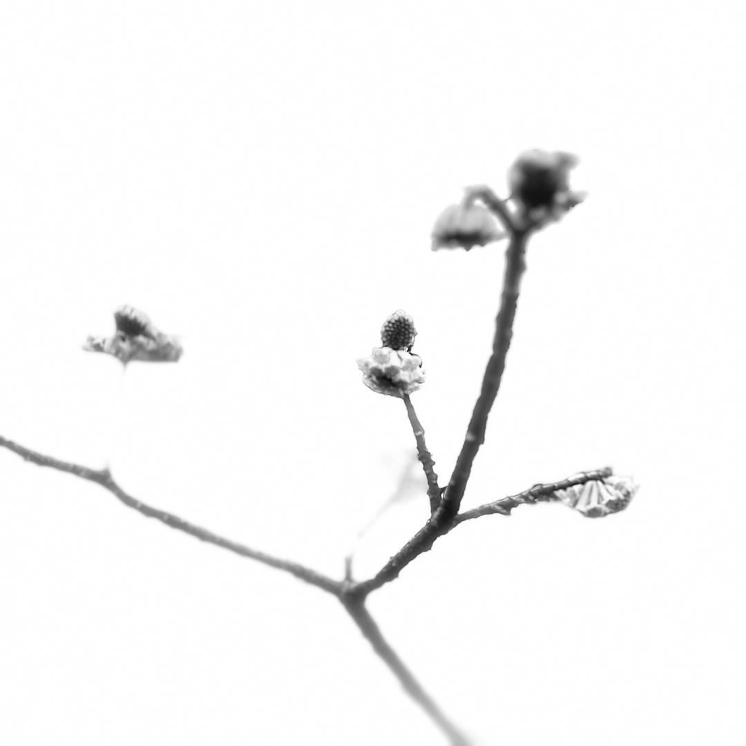 ๑ᵔ⌔ᵔ๑