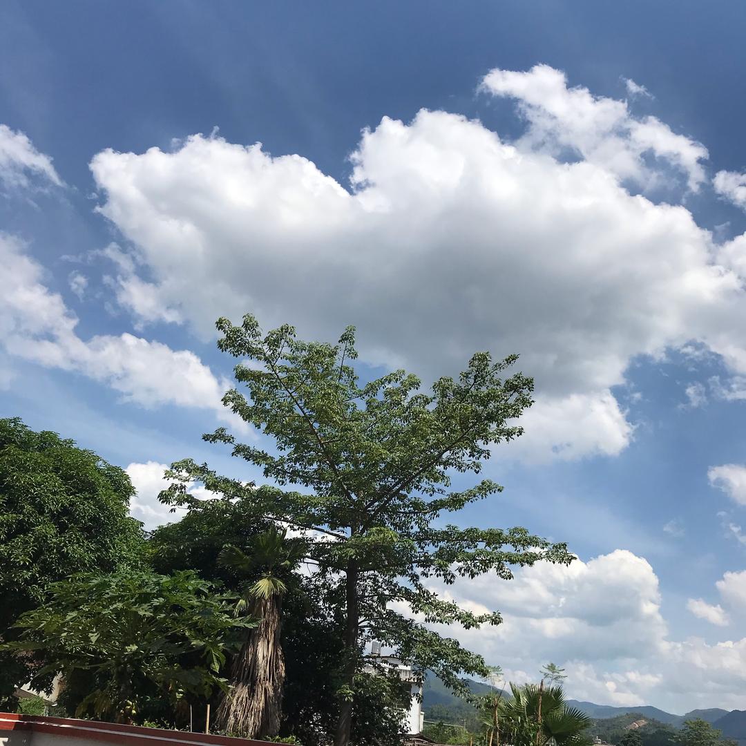 张小春