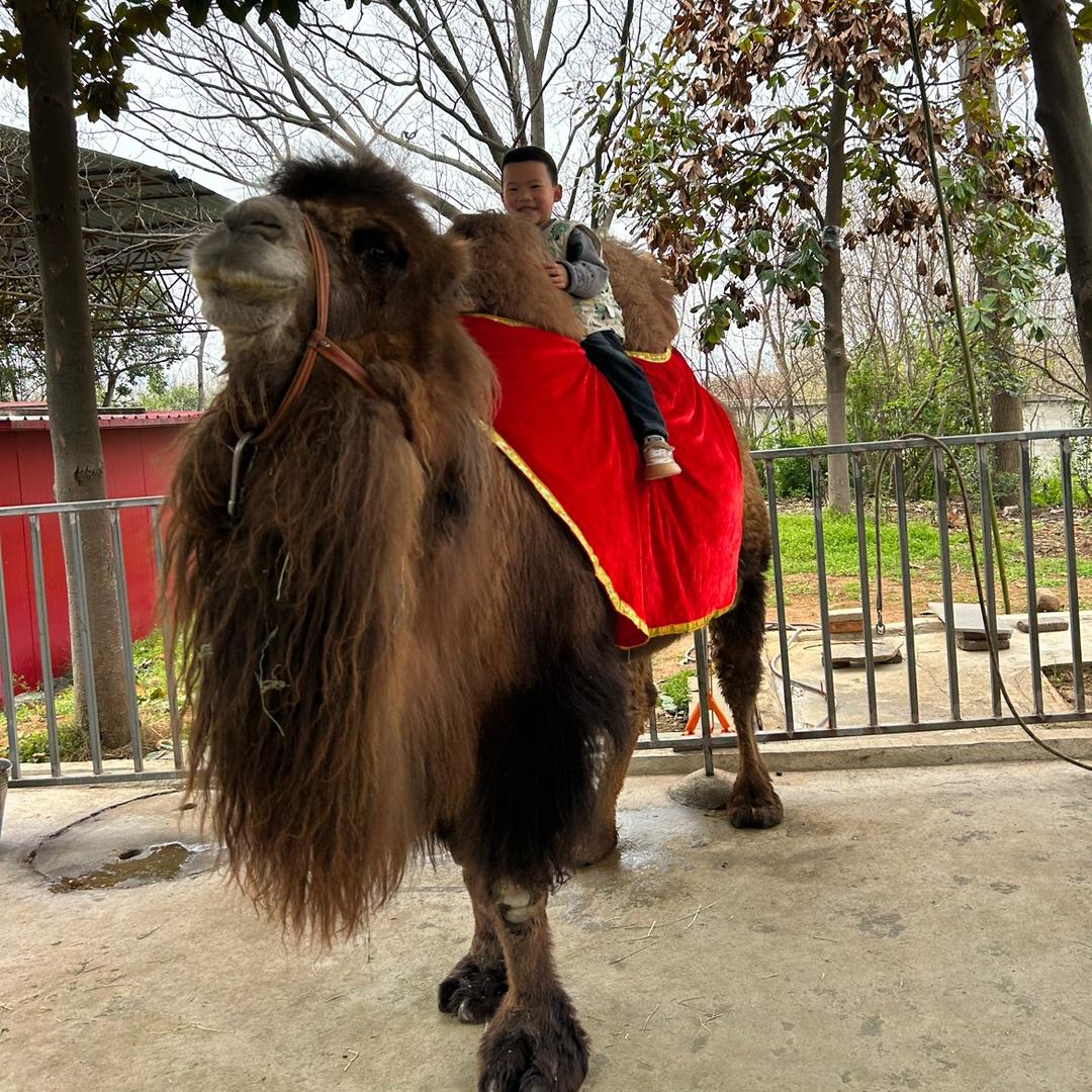 小蛋卷的旅行日记