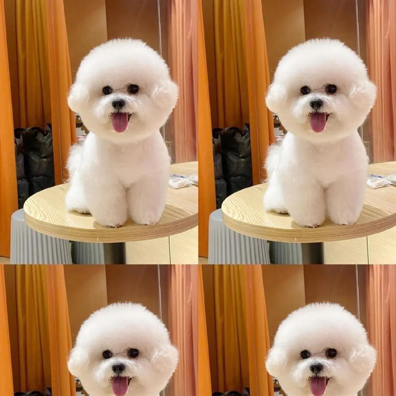 藏书羊肉(🍎呆呆妹🌈)