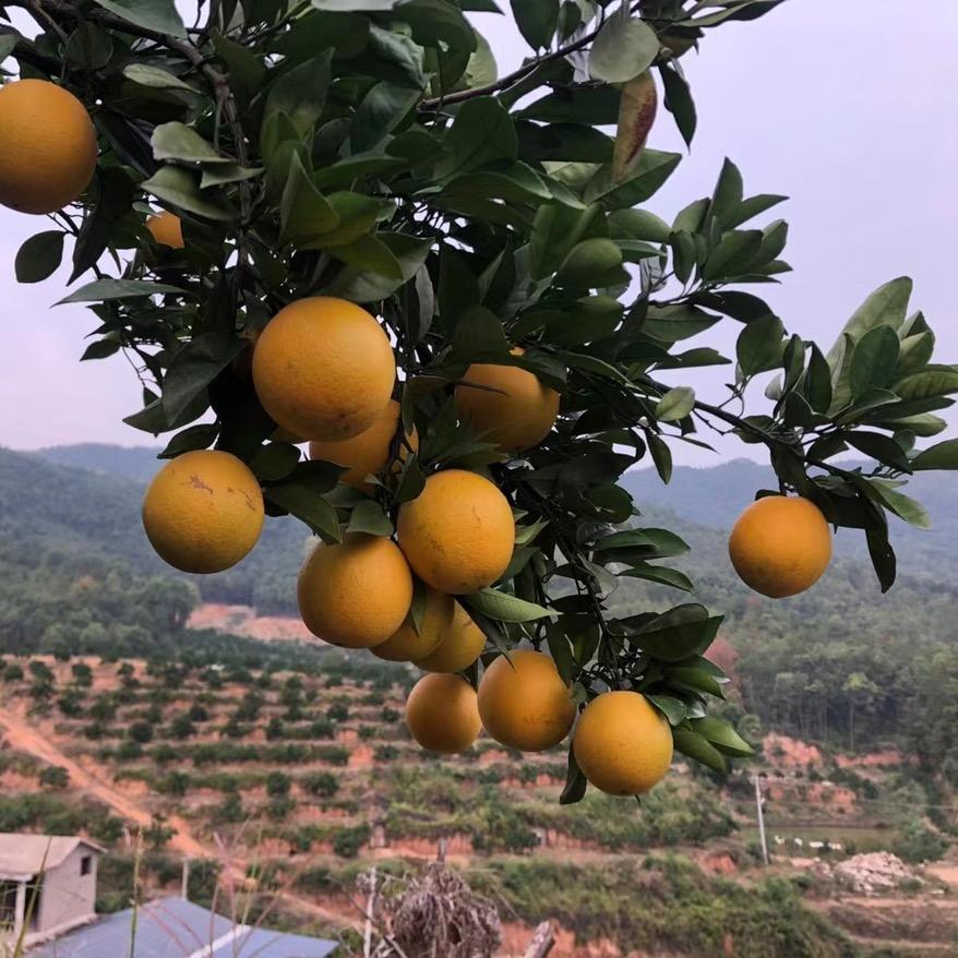 江毅农业，丰蓝山庄