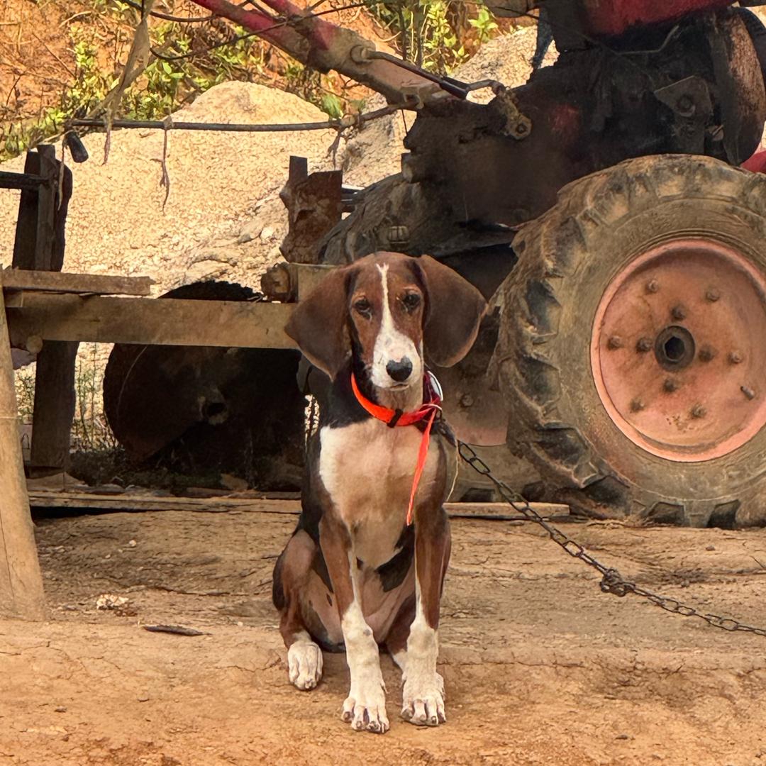 凉山小领（大号）