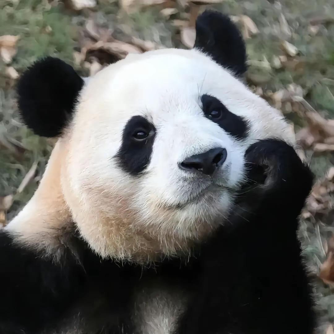 逛吃逛吃