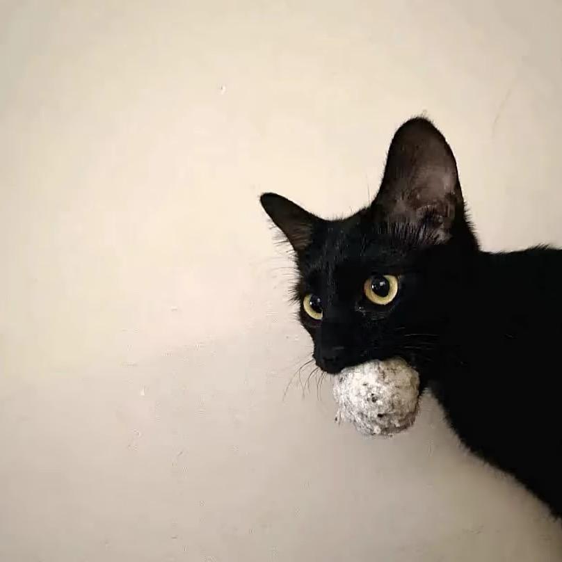 🕸️