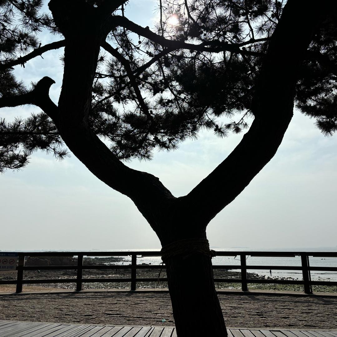 飞跃陕北