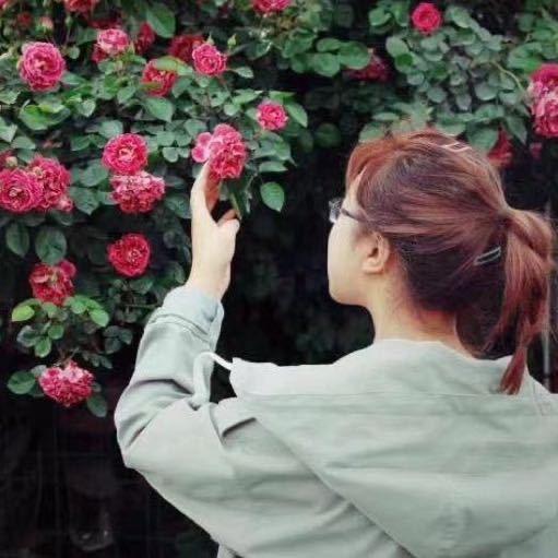 惠惠的花园盆栽植物