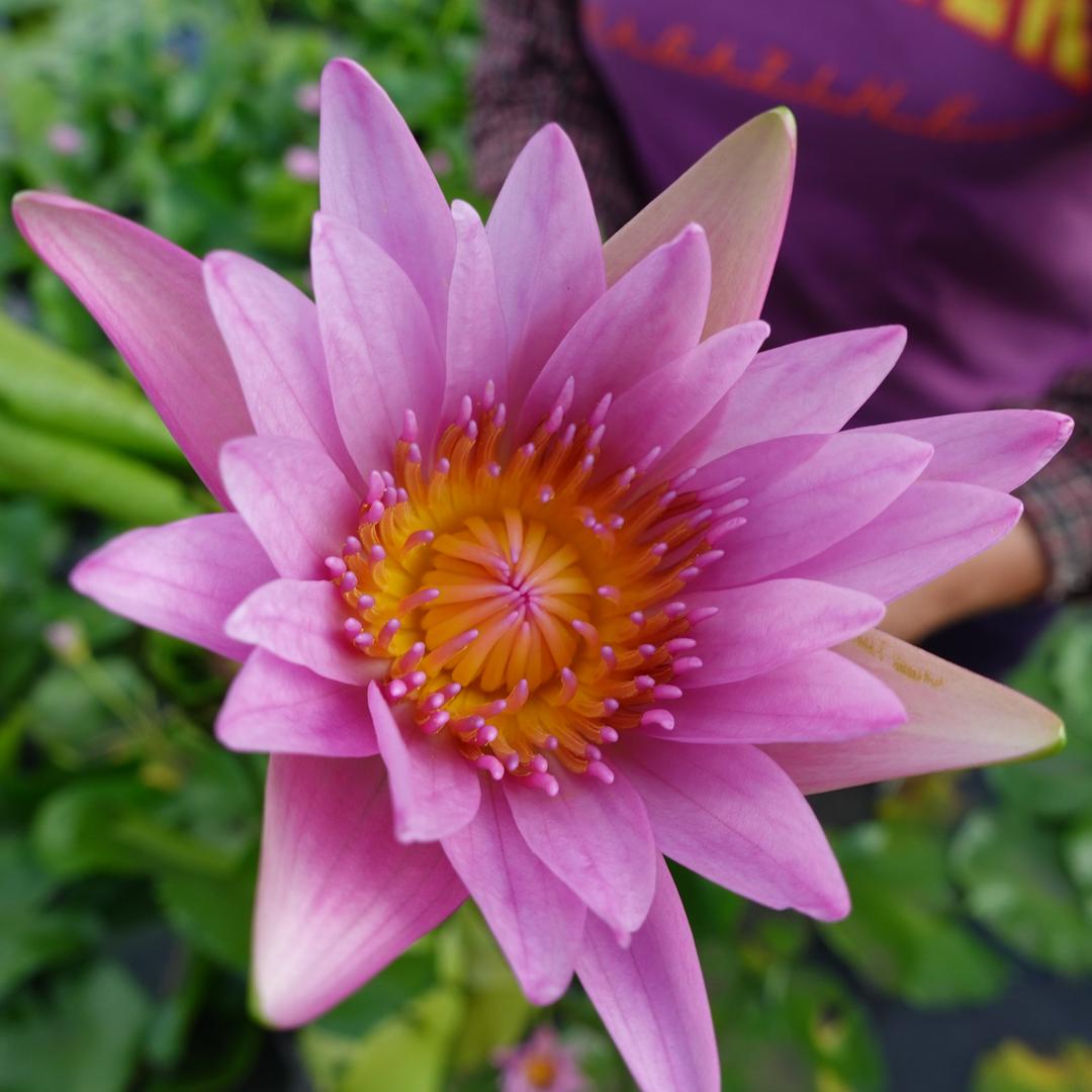 广东水生植物基地刘