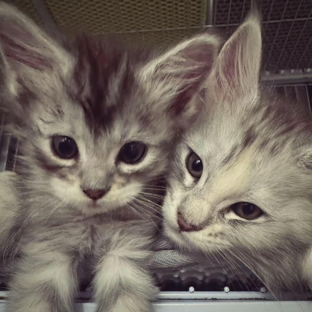 猫猫（约毛版）