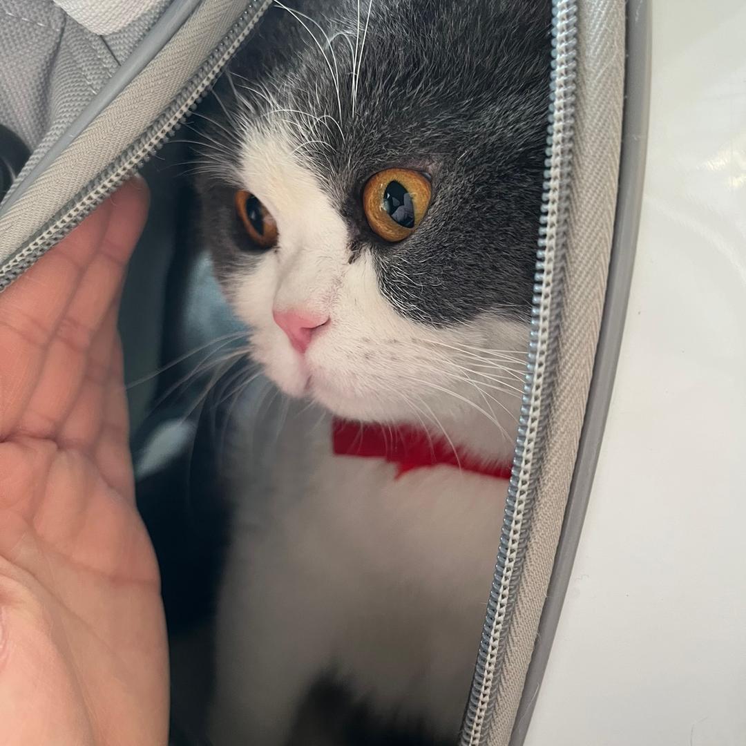 带三宝🐱吃饱饱