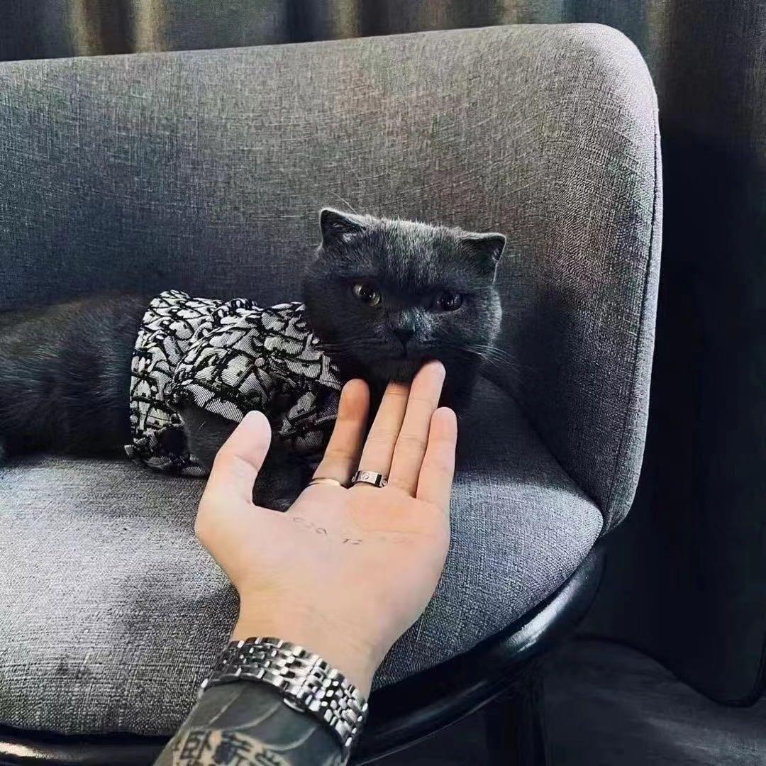 疯狂黑猫🐈‍⬛