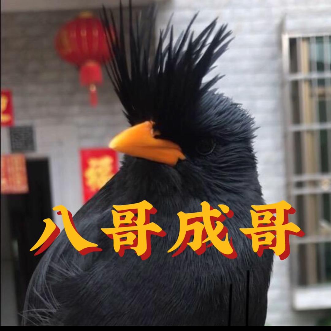 八哥成哥-大号蒙面八哥