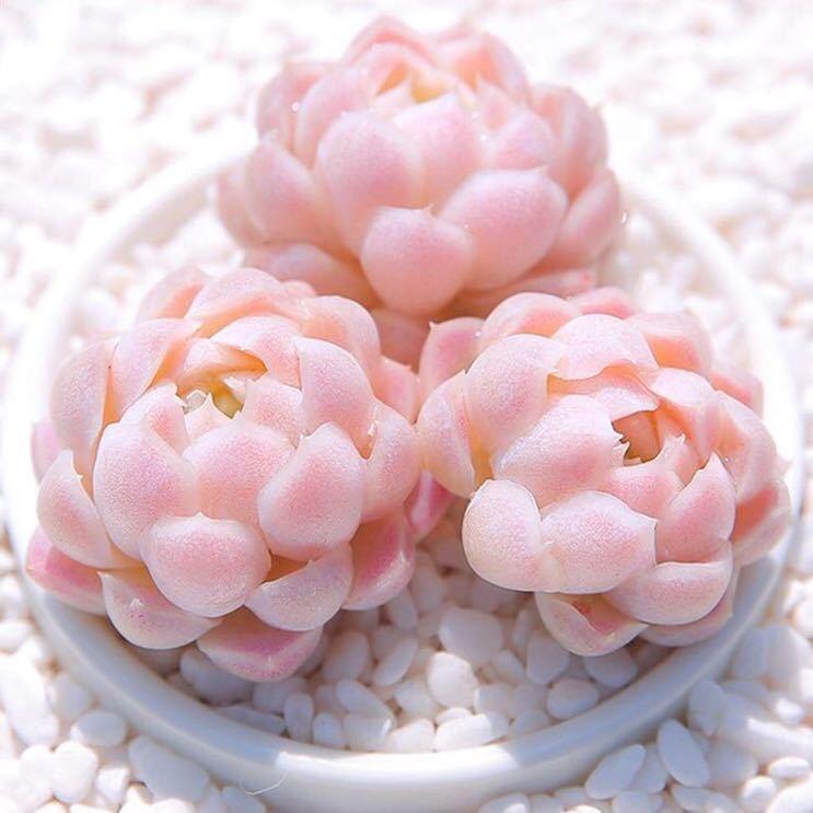 💗小金豆💗