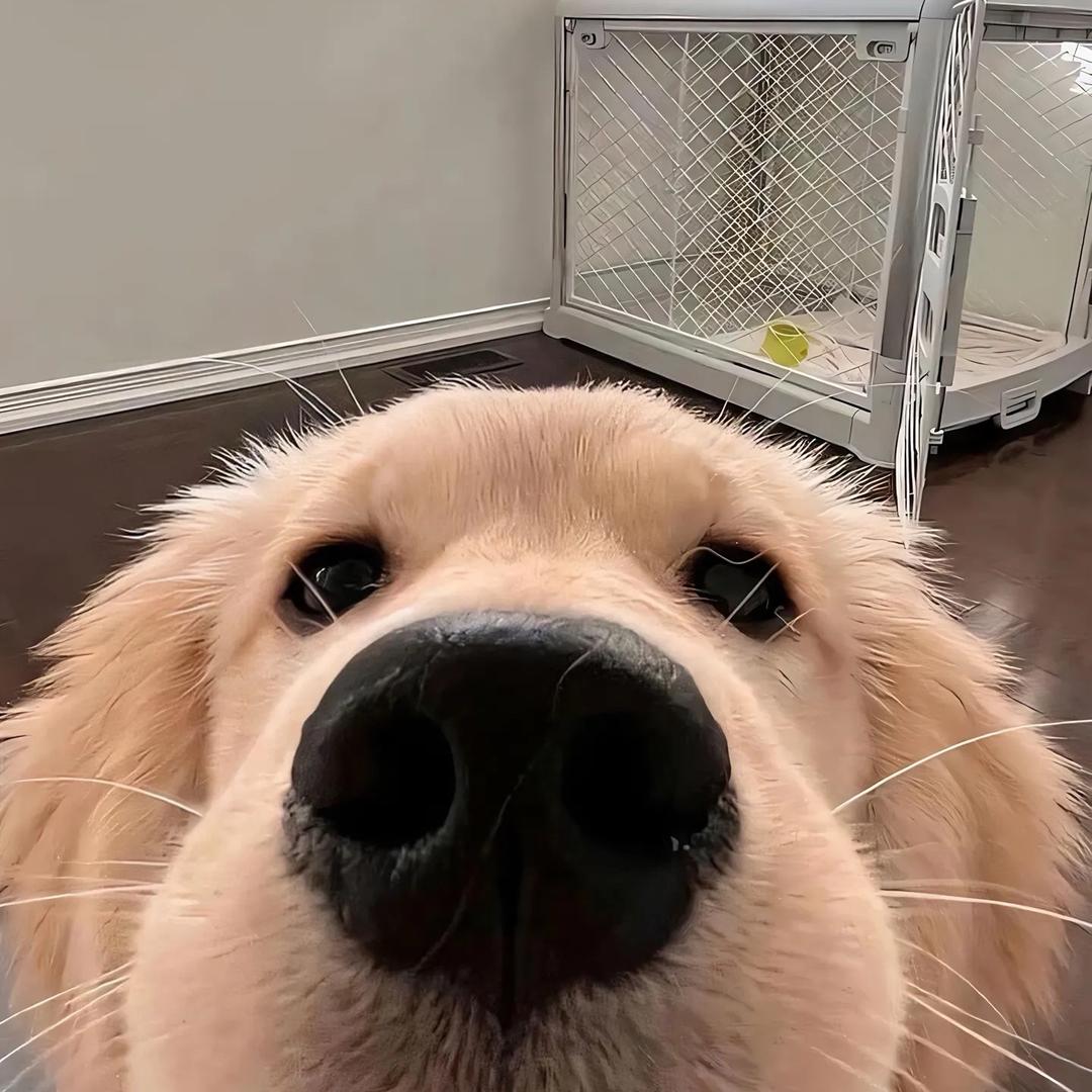 搞夜宵的路亚小子