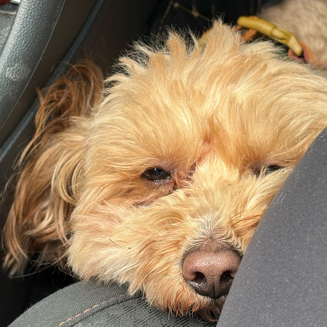 小刘同学（爱学习版）