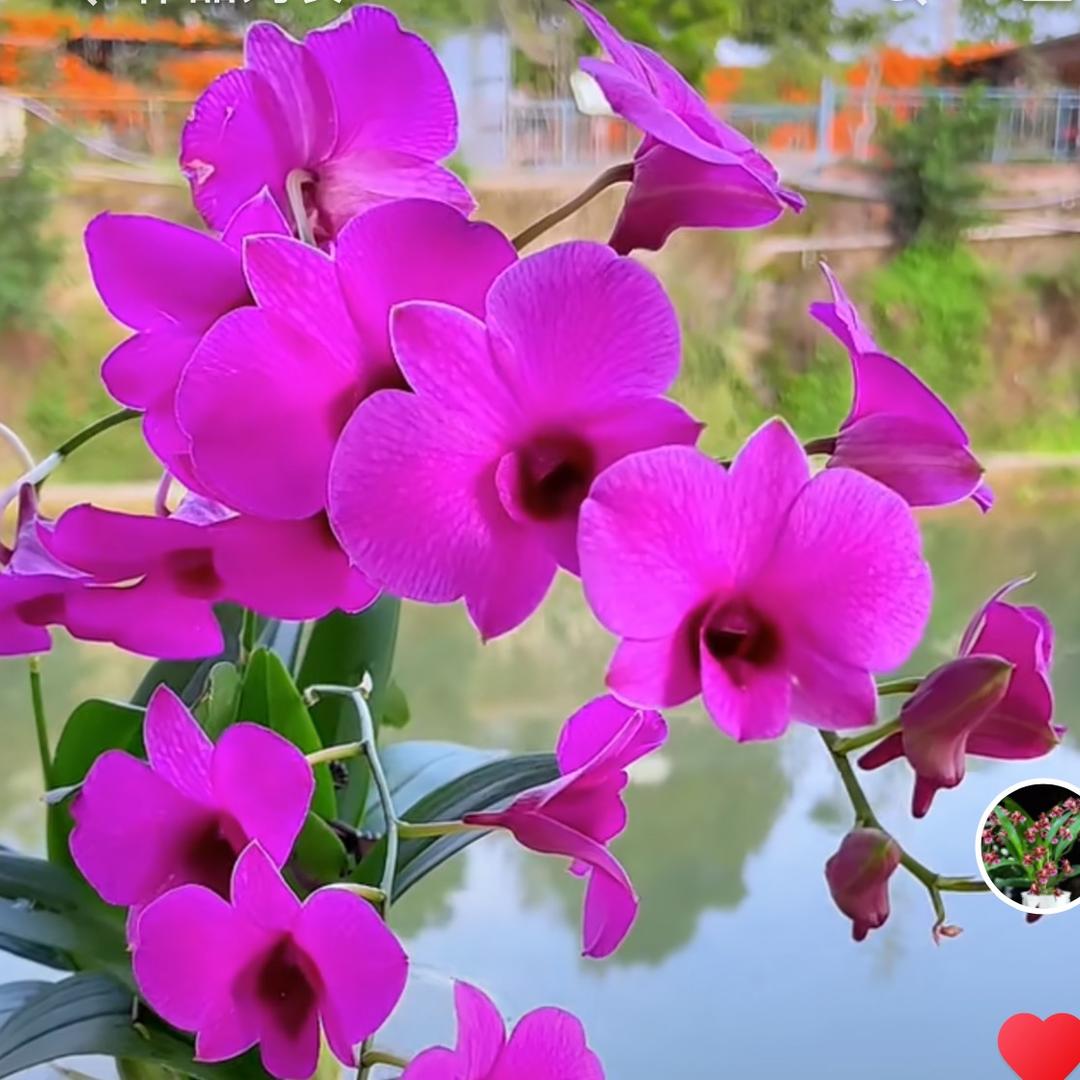 佳创兰花