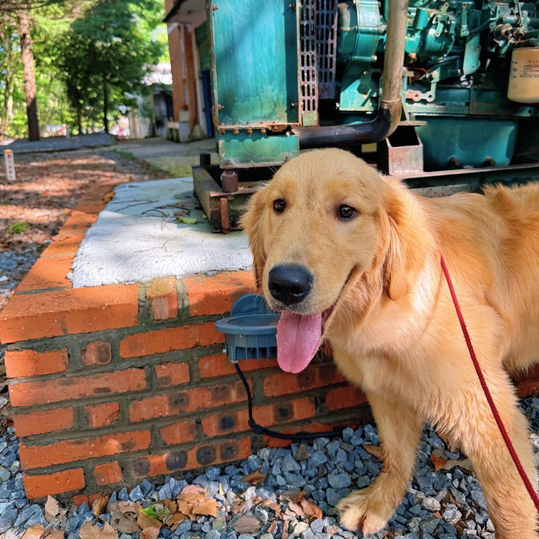 你好狗ฅ՞•ﻌ•՞ฅ