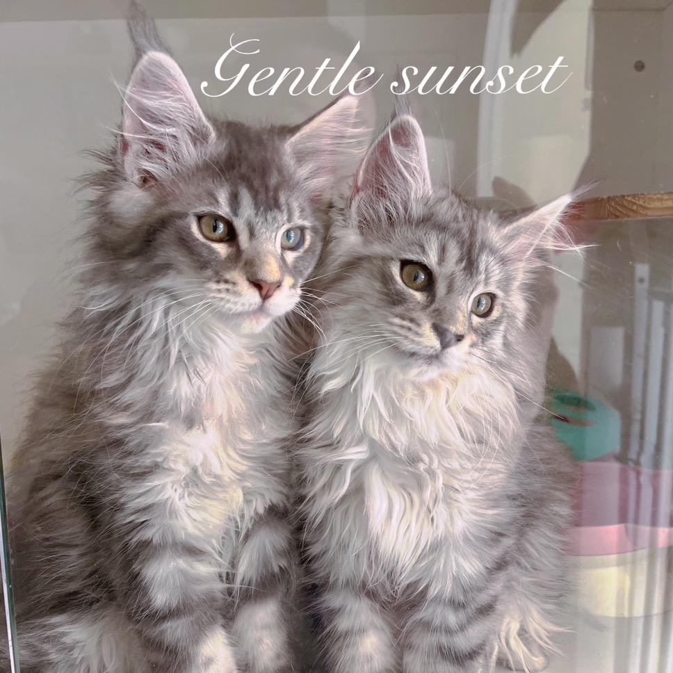 🦋ꦿ໊菲᭄ꦿᩚ٭