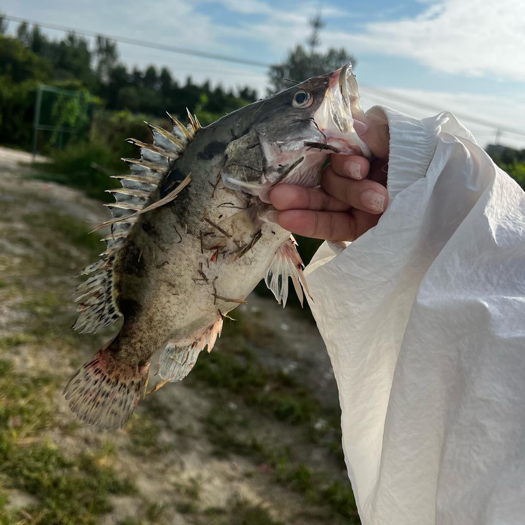 青青不打龟🐟