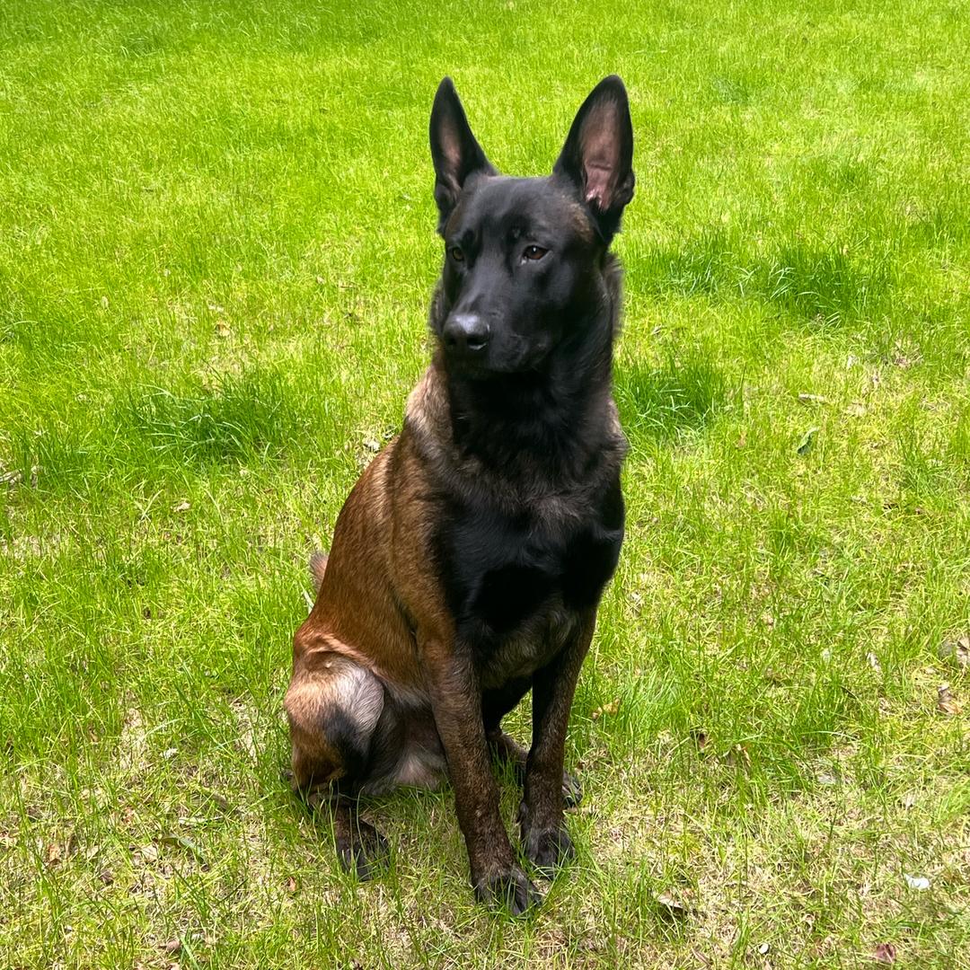 小当兵（马犬爱好者）