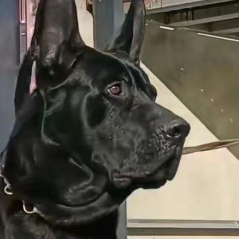 鹿邑黑狼犬养殖