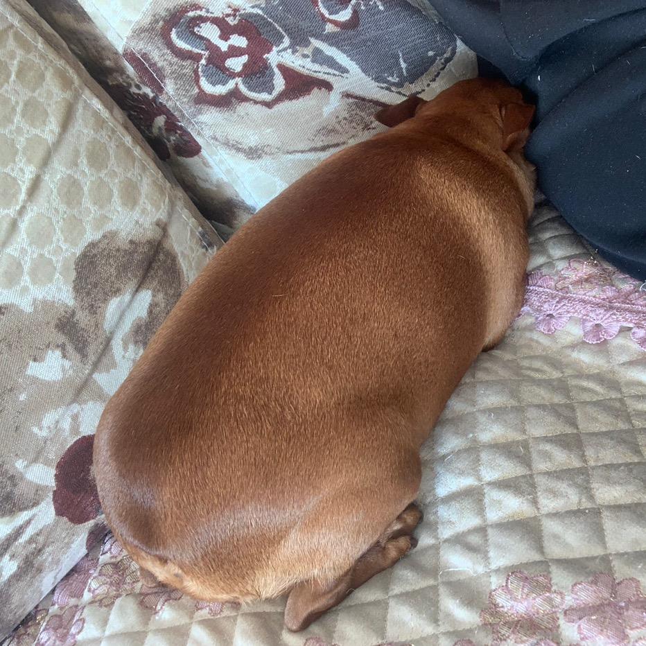 胖果果和布丁丁