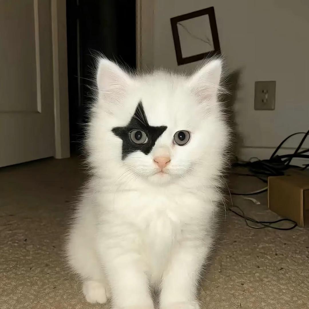 Kitty不养鱼🐟
