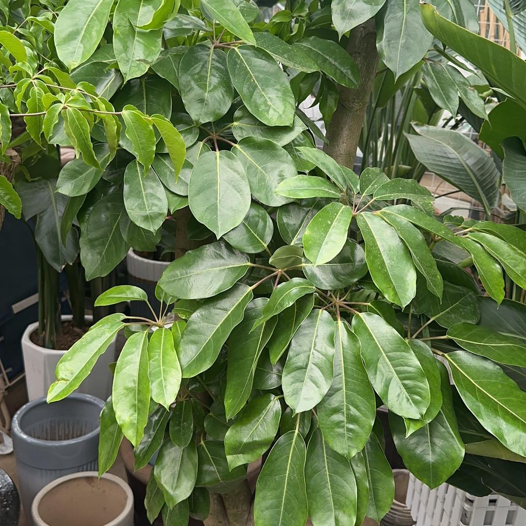 沛珊