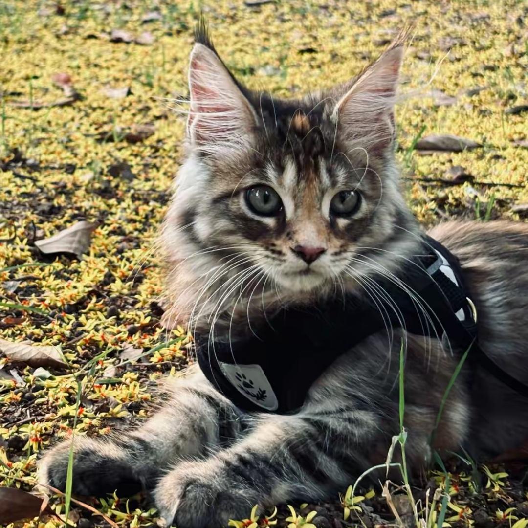 粤华广告iuuyttd的直播号