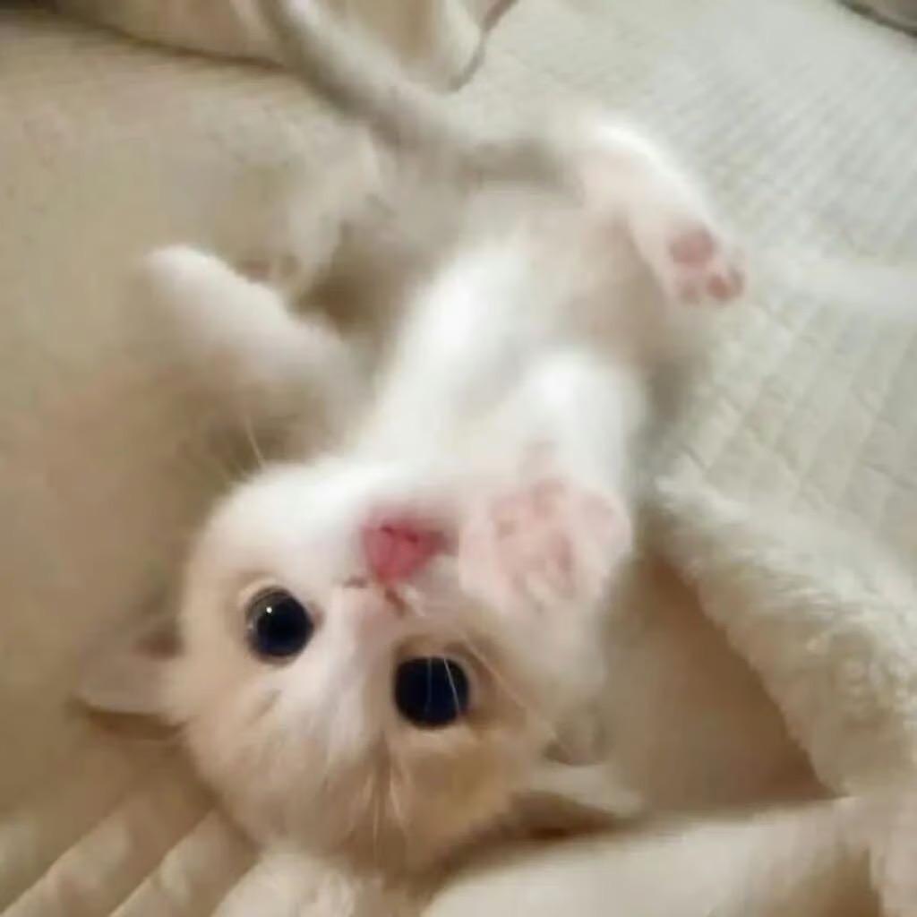 Cc大王