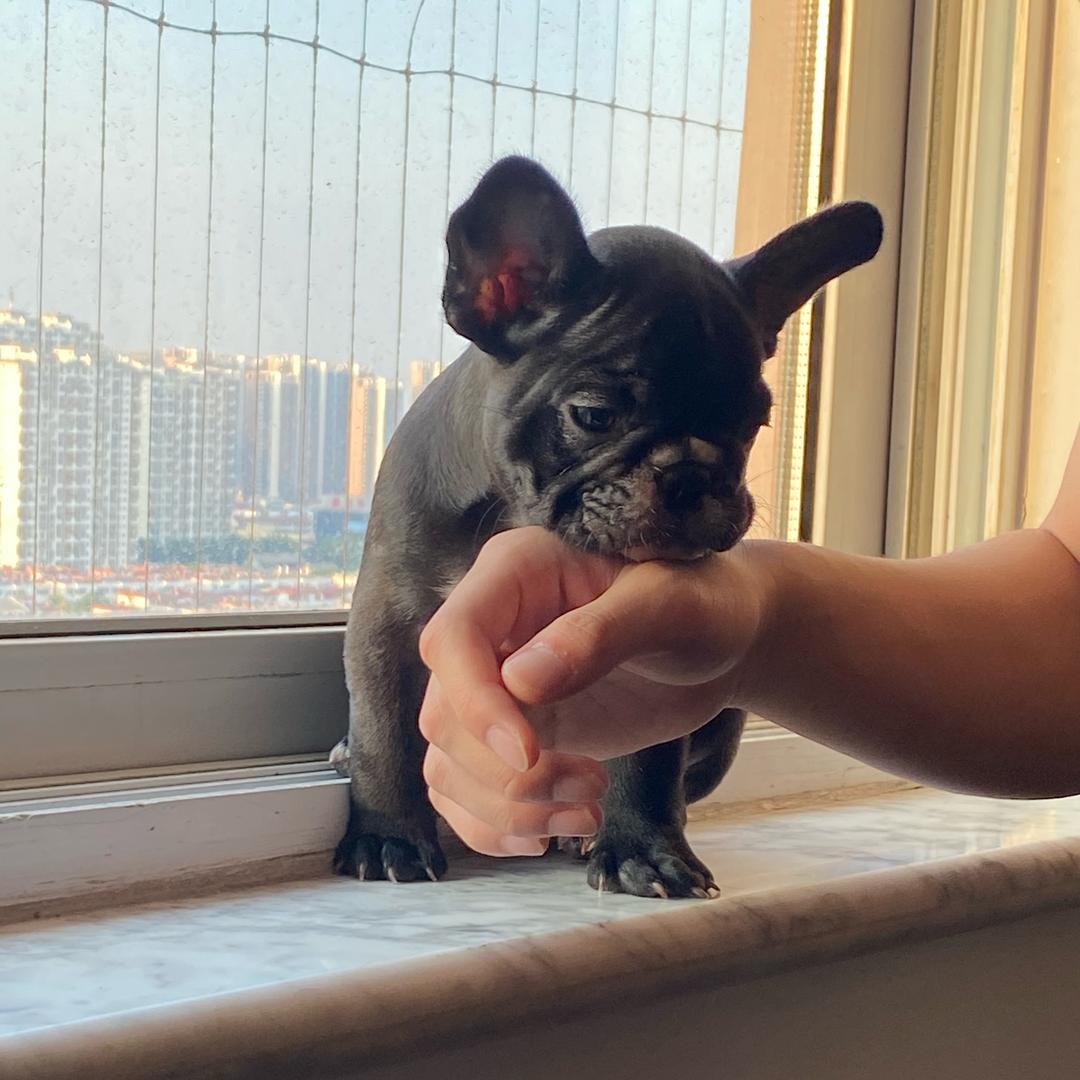 bobo