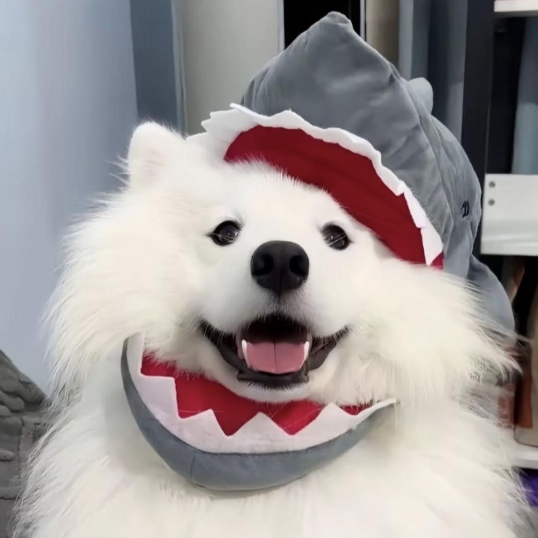 超级星星🦈
